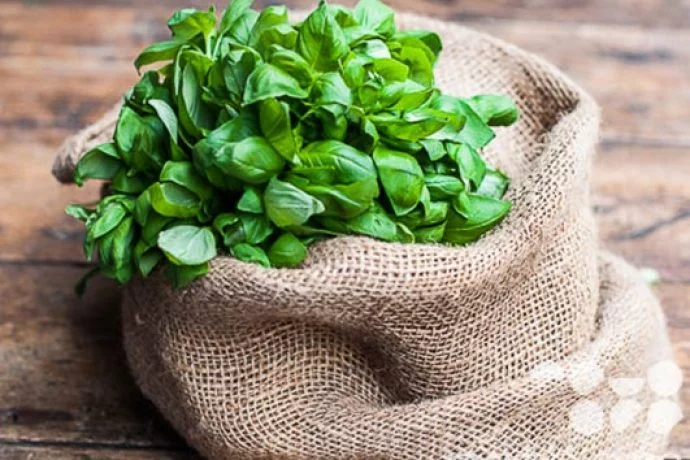 fresh basil dop