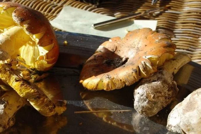 Freshly picked Porcini mushrooms