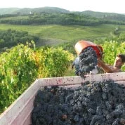 wine worker on Italian vineyards