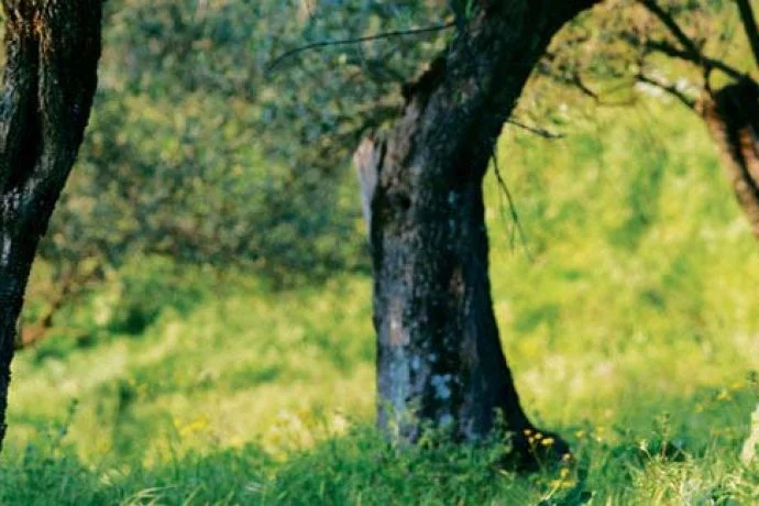 ancient Italian olive trees