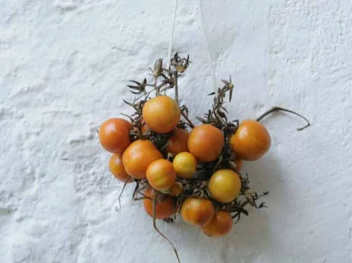 Fresh tomatoes attached to white wall as decorations