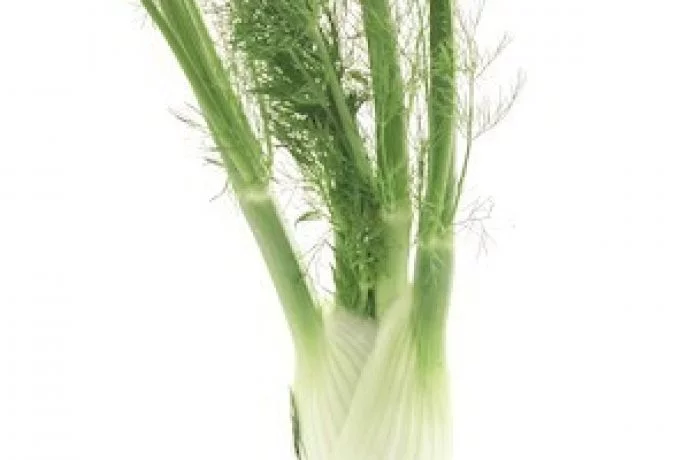 Fennel is a seasonal ingredient