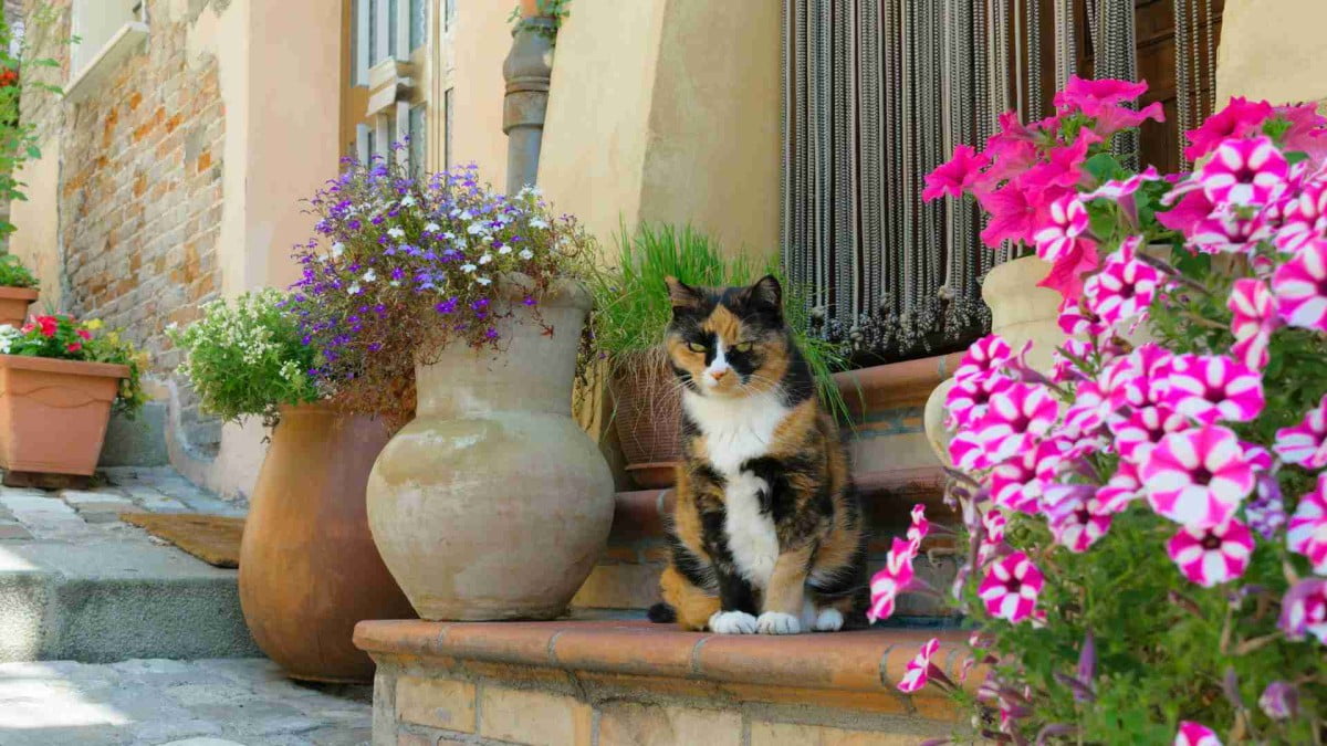 Italian cat