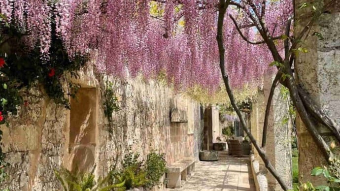 Casino Pisanelli wisteria