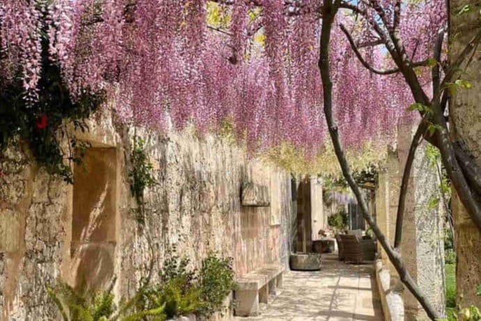 Casino Pisanelli wisteria